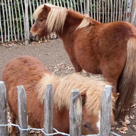 بيت للعطل Heijendael